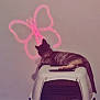 animal, butterfly_projection, carpet, cat, cozy, curious, domestic, feline, home, indoor, light, pet, pet_carrier, play_toy, quiet, red_tunnel, relaxed, resting, shadow, wall