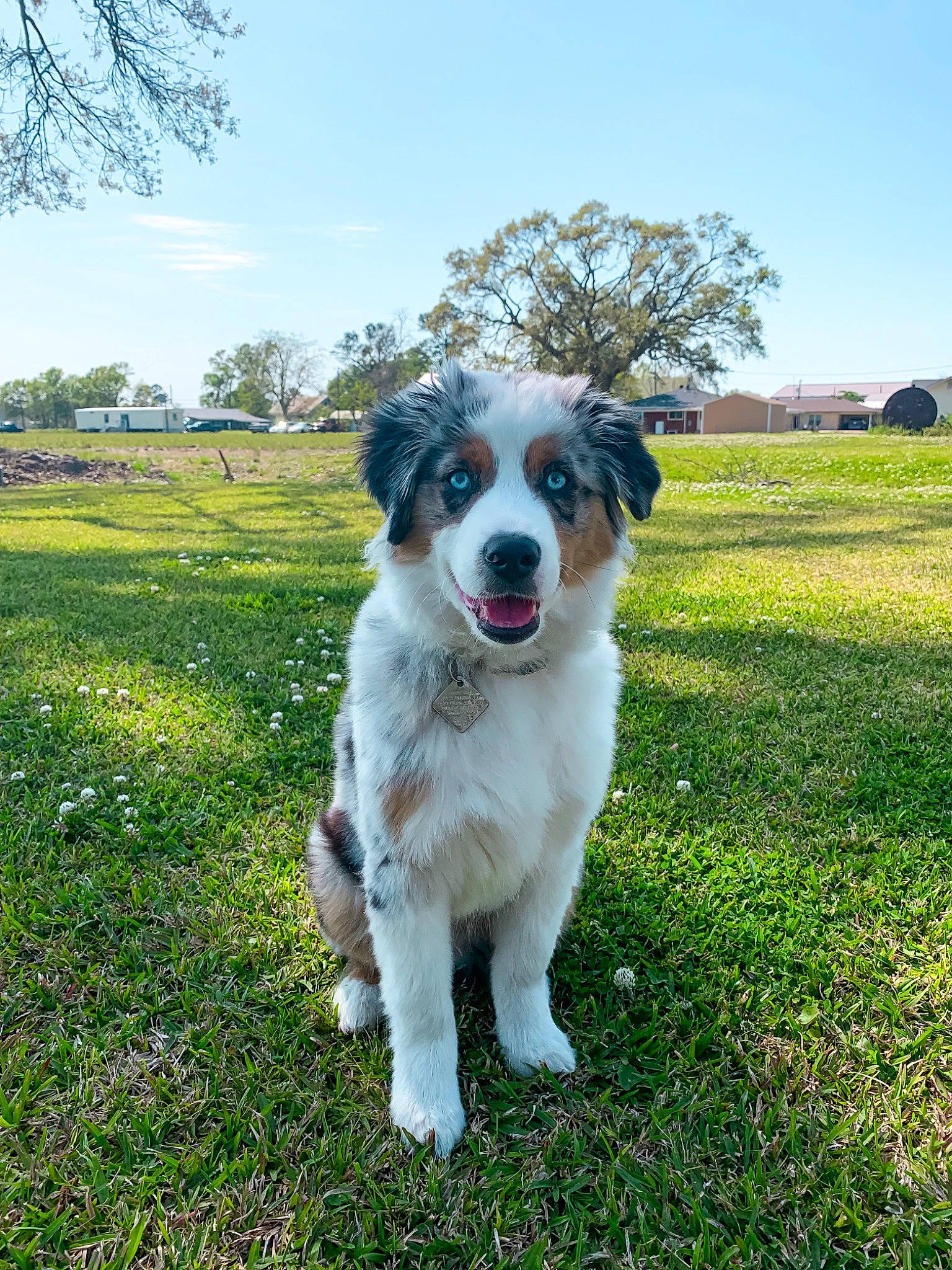 Klyde is registered to the contest to win money with this photo: canidae, carnivore, cloud, companion_dog, dog, dog_breed, grass, grassland, gun_dog, herbaceous_plant, landscape, natural_landscape, pasture, plant, prairie, sky, sporting_group, tail, tree, working_dog
