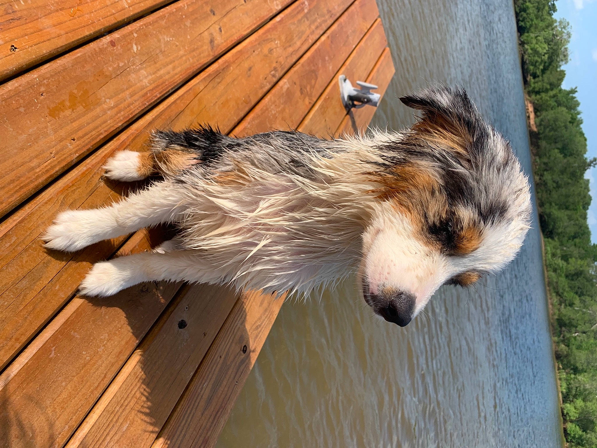 Klyde joined the competition — help win amazing prizes! building, canidae, carnivore, claw, dog_breed, felidae, fur, hardwood, plank, rodent, sky, snout, squirrel, tail, terrestrial_animal, tree, water, whiskers, wood, wood_stain