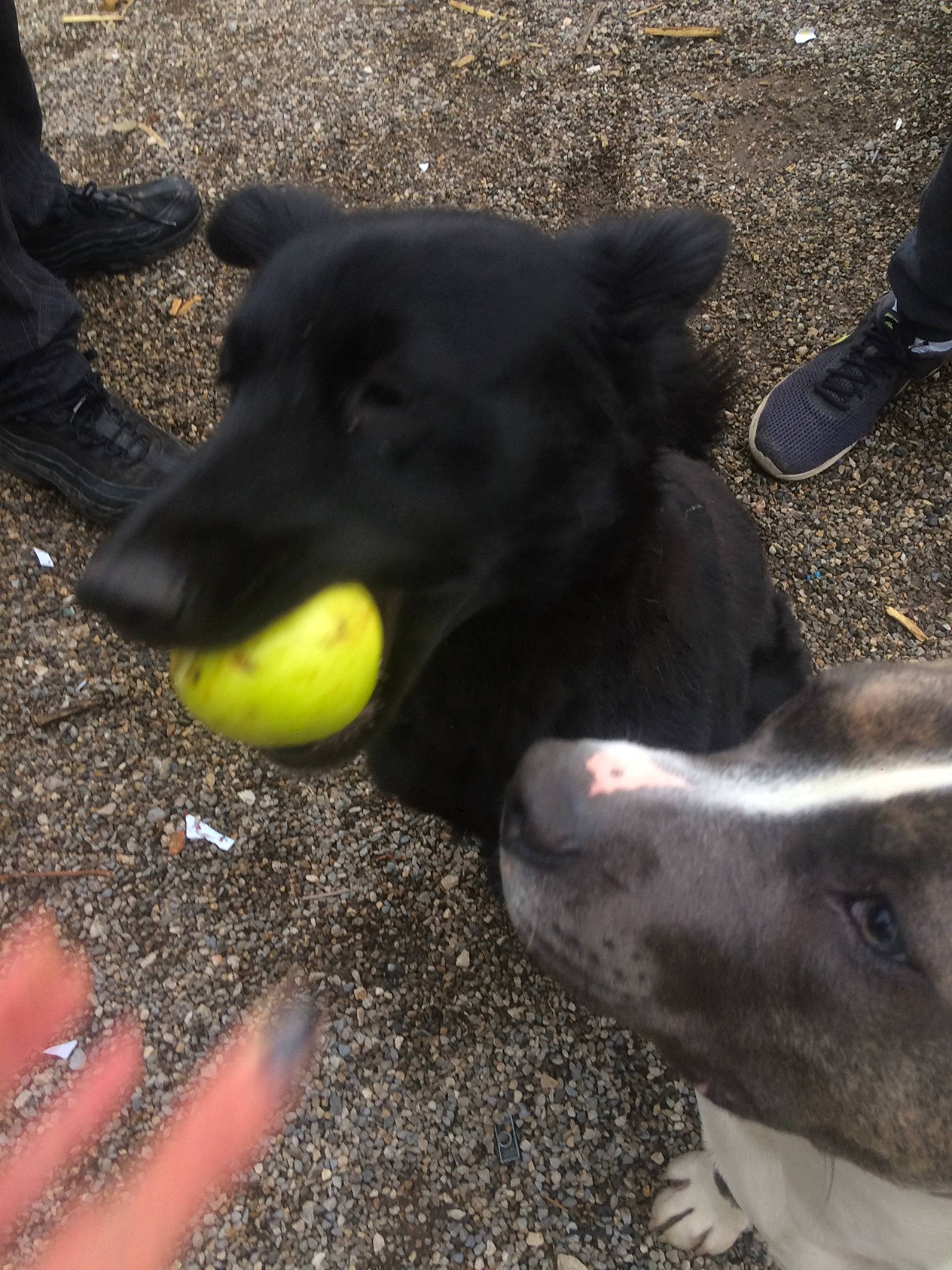 Ganja a rejoint le concours — aidez-le/la à gagner de superbes lots ! asphalt, ball, black, borador, carnivore, collar, companion_dog, dog, dog_breed, dog_collar, dog_supply, dog_toy, foot, grass, road_surface, soil, sports_toy, tail, tennis_ball, working_animal