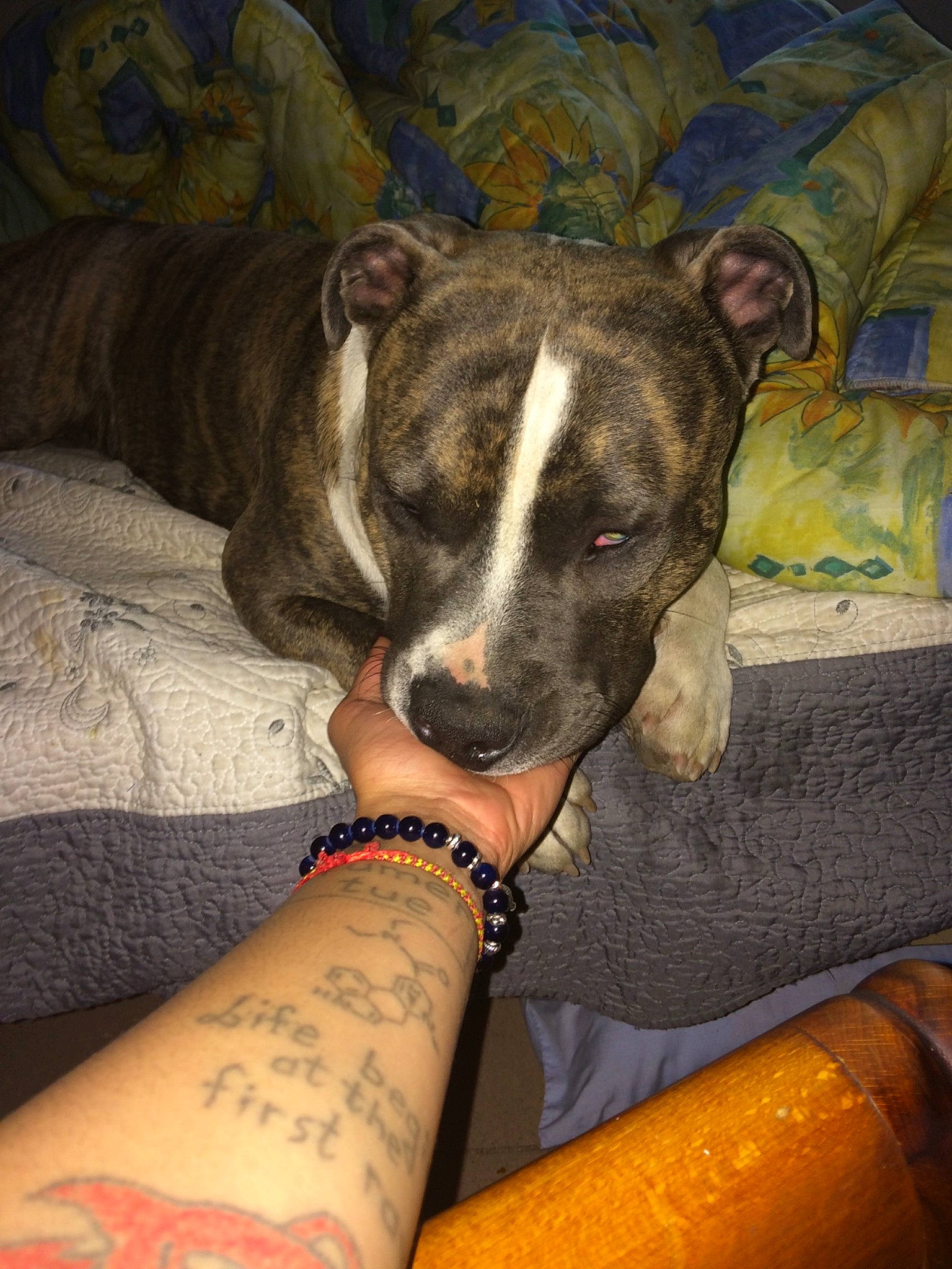 Derby participe au concours pour gagner de l'argent avec cette photo : canidae, carnivore, collar, comfort, companion_dog, dog, dog_breed, dog_collar, elbow, fawn, human_leg, paw, sighthound, sleeve, snout, sporting_group, terrestrial_animal, whiskers, working_animal, wrist