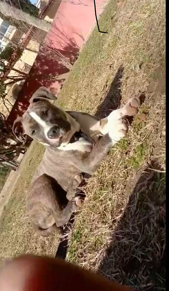 Derby a rejoint le concours — aidez-le/la à gagner de superbes lots ! canidae, companion_dog, dog_breed, fawn, felidae, fur, grass, landscape, livestock, mammal, plant, snout, soil, sporting_group, tail, terrestrial_animal, tree, vertebrate, wildlife, wood