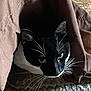 Batman joined the competition — help win amazing prizes! cat, animal, pet, black_and_white, whiskers, blanket, carpet, indoor, curious, fur, face, eyes, resting, cozy, hiding, soft, texture, closeup, cute, mammal