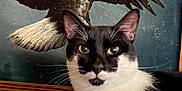 Batman joined the competition — help win amazing prizes! cat, black_and_white, animal, pet, portrait, indoor, painting, eagle, bird, wall_art, feline, whiskers, ears, yellow_eyes, closeup, contrast, sitting, looking, background, decor