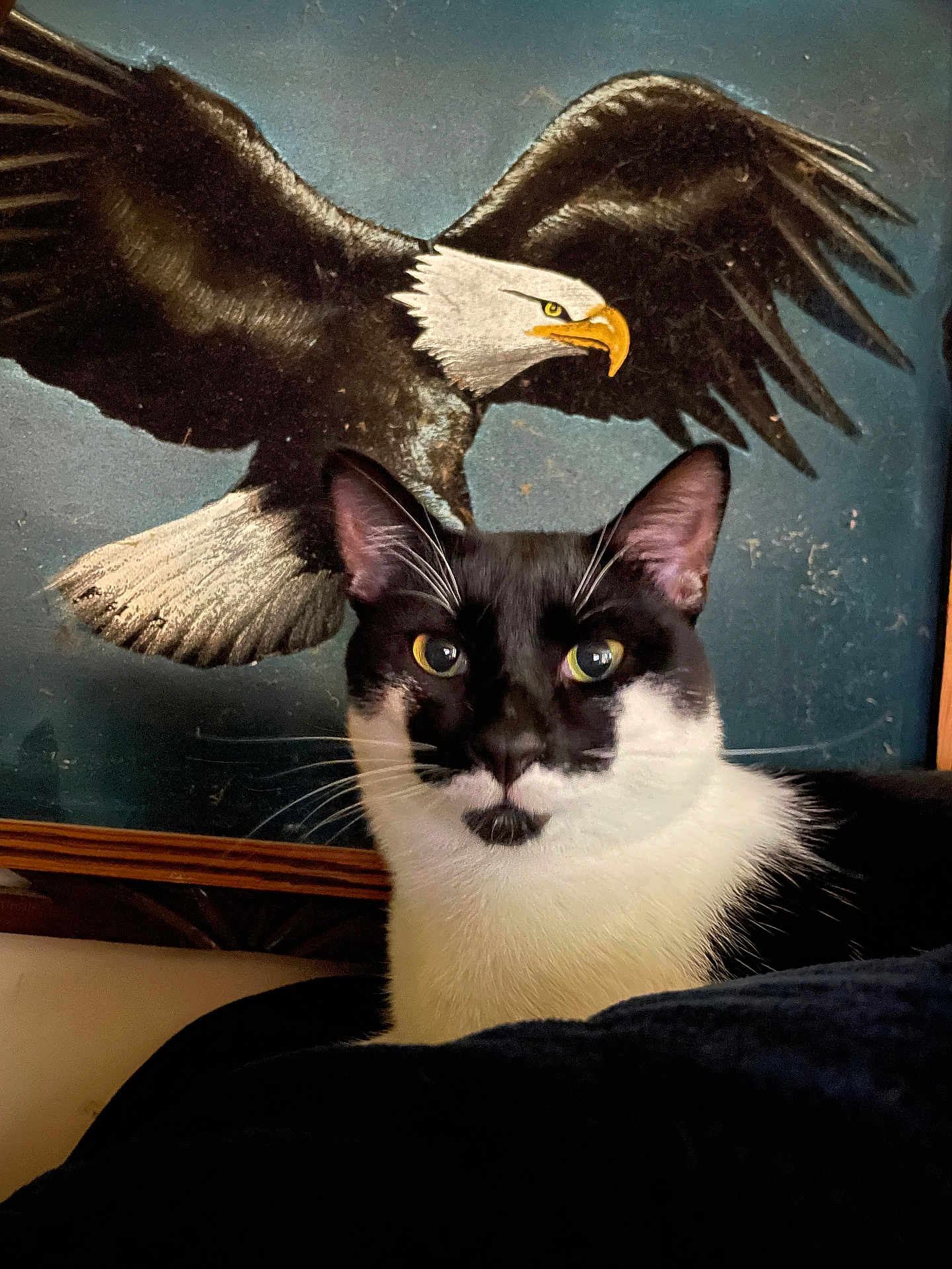 Batman joined the competition — help win amazing prizes! cat, black_and_white, animal, pet, portrait, indoor, painting, eagle, bird, wall_art, feline, whiskers, ears, yellow_eyes, closeup, contrast, sitting, looking, background, decor