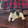 Batman is registered to the contest to win money with this photo: cat, black_and_white, couch, blanket, indoor, pet, furniture, relaxed, animal, cozy, fabric, resting, living_room, cute, whiskers, paw, fur, domestic_cat, comfort, seated