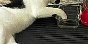 Batman is registered to the contest to win money with this photo: animal, black_and_white, carpet, cat, claws, curious, domestic, exploring, floor, glass_container, indoor, paw, pet, quiet, relaxed, rug, side_view, vintage_furniture, whiskers, wood