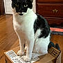 Batman is registered to the contest to win money with this photo: amazon, animal, black_and_white, box, cardboard, cat, curious, cute, domestic, ears, floor, furniture, home, indoor, looking_at_camera, pet, sitting, tail, whiskers, wooden_floor