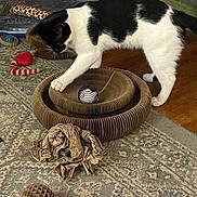 Batman is registered to the contest to win money with this photo: animal, ball, black_and_white, cardboard, cat, close_up, curious, domestic_cat, entertainment, floor, furniture, home, indoor, paw, pet, playing, rug, scratching_post, toy, wooden_floor