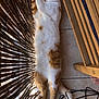 animal, bamboo_fence, cat, cozy, feline, fluffy, indoor, orange_and_white, paw, pet, quiet, relaxed, resting, sleeping, stretched_out, sunlight, tail, tiled_floor, whiskers, wooden_slats
