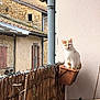 animal, balcony, cat, curious, daylight, domestic_cat, flower_pot, orange_and_white_cat, outdoor, perched, pet, plant_pot, quiet, railing, roof, rustic, stone_building, wall, window, wooden_fence