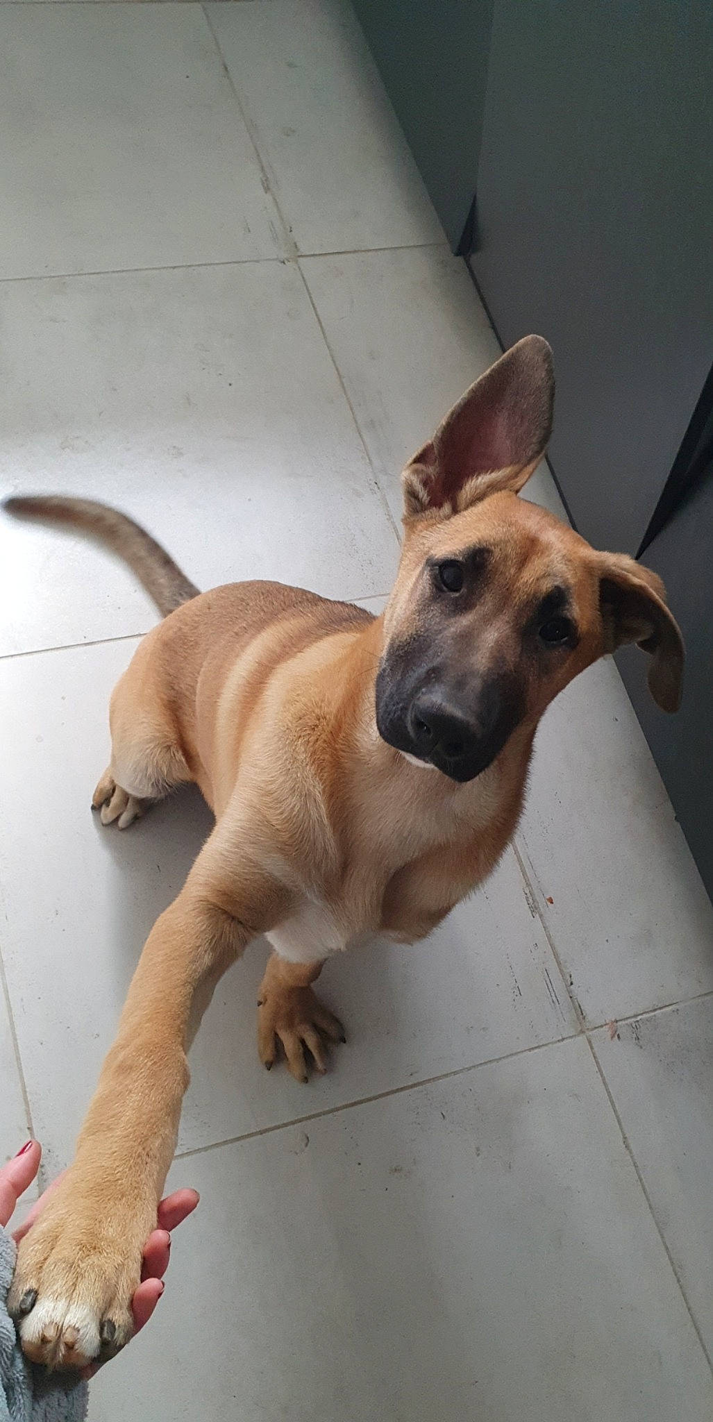 Ixo a rejoint le concours — aidez-le/la à gagner de superbes lots ! aspin, black_mouth_cur, canidae, carnivore, dog, dog_breed, fawn, great_dane, mammal, non_sporting_group, pariah_dog, rare_breed_dog, snout, street_dog, vertebrate