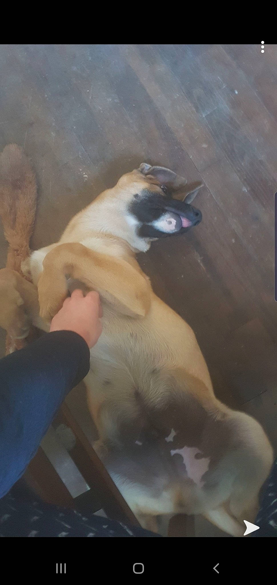 Ixo a rejoint le concours — aidez-le/la à gagner de superbes lots ! boerboel, canidae, carnivore, dog, dog_breed, fawn, retriever, sporting_group