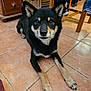 dog, shiba_inu, pet, black_fur, tan_markings, tile_floor, paws, ears, eyes, nose, indoor, close_up, portrait, wooden_chair, drawer, basket, shoe, floor, living_space, curious