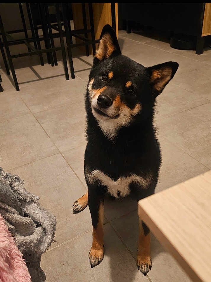 Sky a rejoint le concours — aidez-le/la à gagner de superbes lots ! dog, shiba_inu, pet, indoor, tile_floor, table, chair, stool, blanket, fur, black_coat, tan_markings, white_chest, upright_ears, paws, looking_up, head_tilt, cute, home_interior, portrait