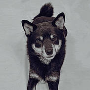 Sky participe au concours pour gagner de l'argent avec cette photo : dog, shiba_inu, pet, animal, portrait, black_fur, white_markings, ears, tail, eyes, nose, whiskers, looking_at_camera, standing, studio_background, fur_texture, cute, medium_sized, focused, calm