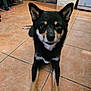 Sky a rejoint le concours — aidez-le/la à gagner de superbes lots ! dog, shiba_inu, pet, tile_floor, indoor, black_coat, tan_markings, paws, ears, eyes, nose, portrait, lying_down, looking_at_camera, kitchen, refrigerator, door, shoes, mat, cute