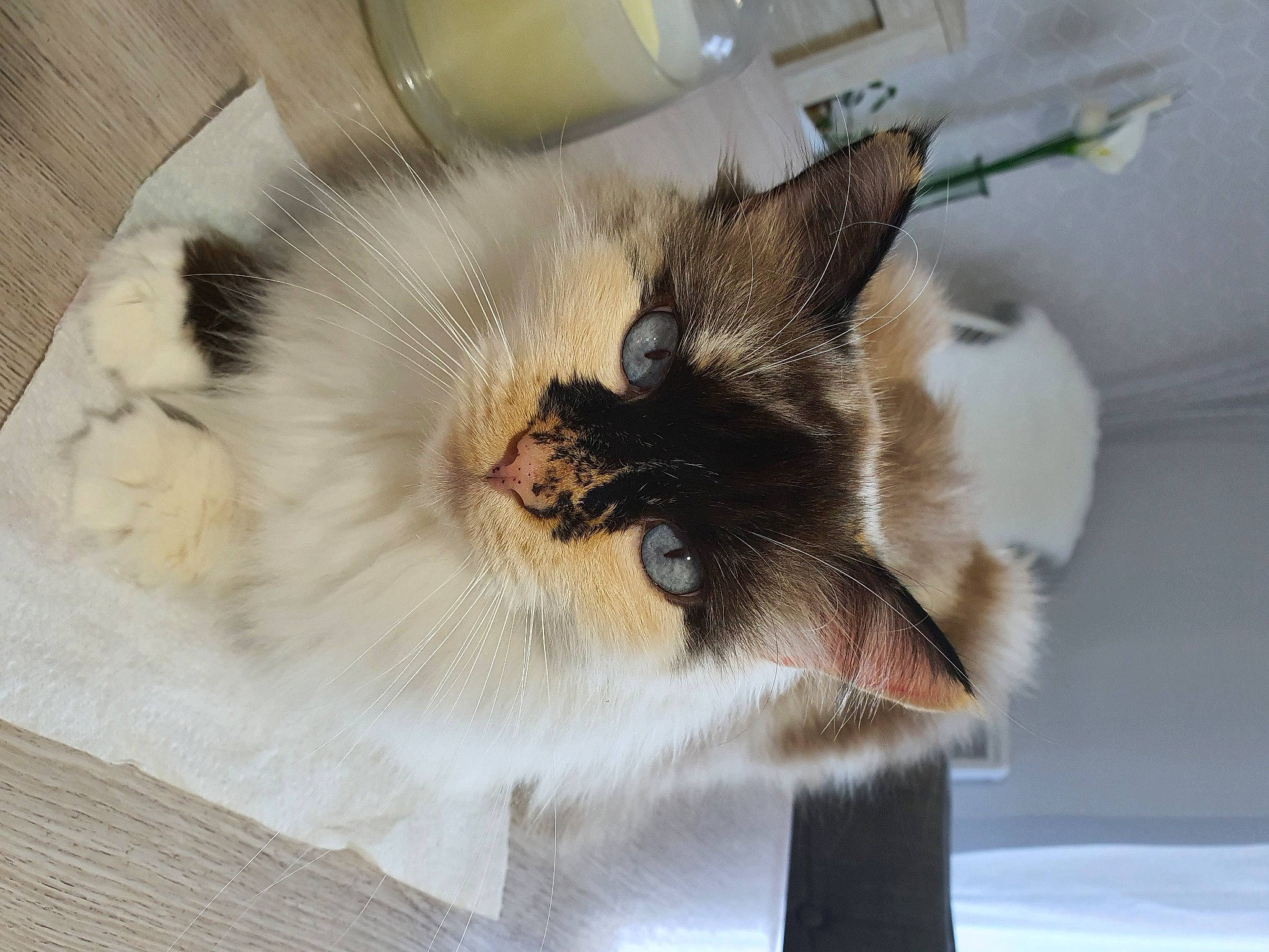 Lyly a rejoint le concours — aidez-le/la à gagner de superbes lots ! balinese, birman, carnivore, cat, fawn, felidae, fur, himalayan, kitten, norwegian_forest_cat, ragamuffin, ragdoll, small_to_medium_sized_cats, whiskers