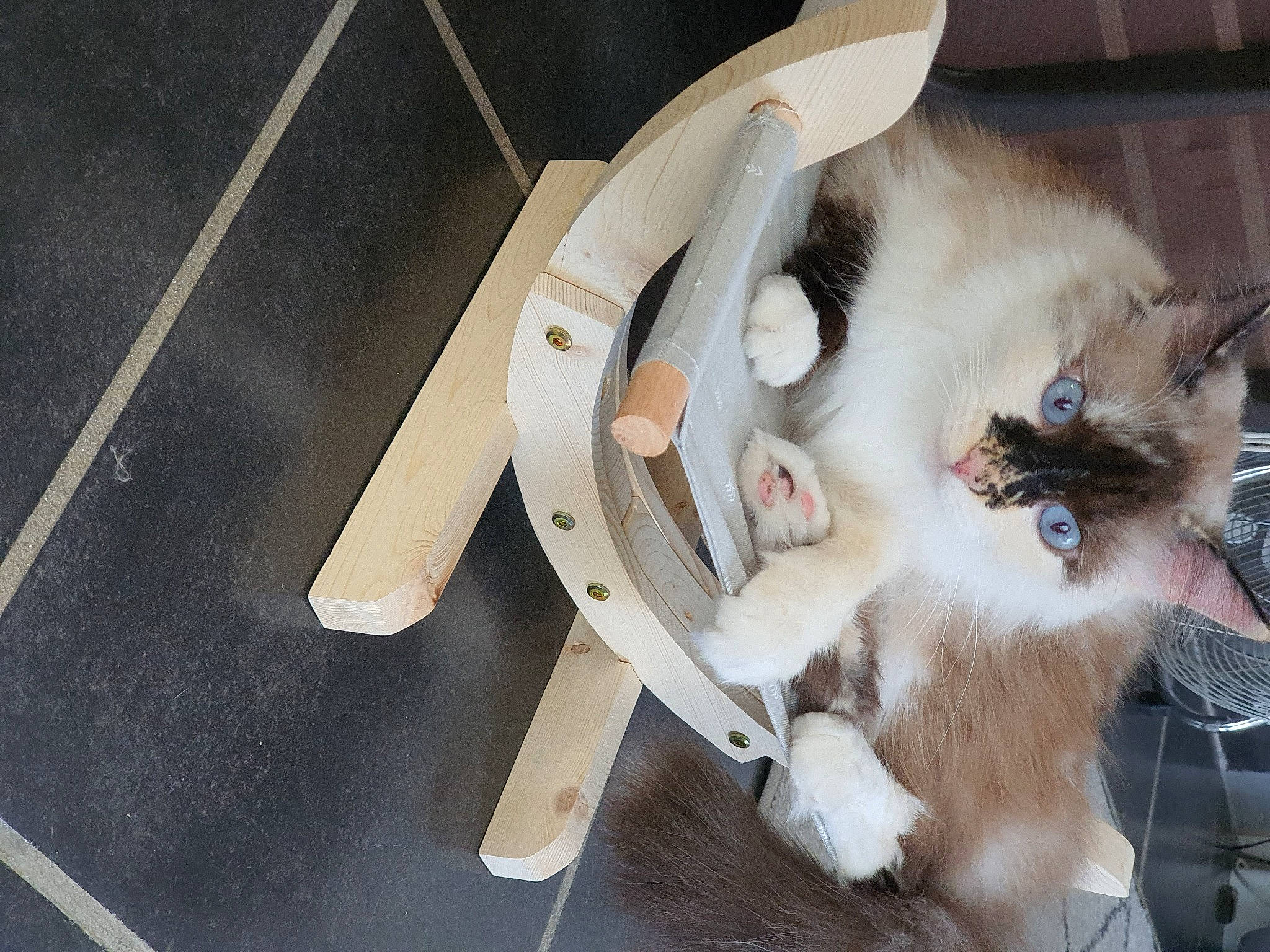 Lyly participe au concours pour gagner de l'argent avec cette photo : balinese, carnivore, cat, fawn, felidae, kitten, mammal, paw, ragamuffin, ragdoll, small_to_medium_sized_cats, tail, whiskers