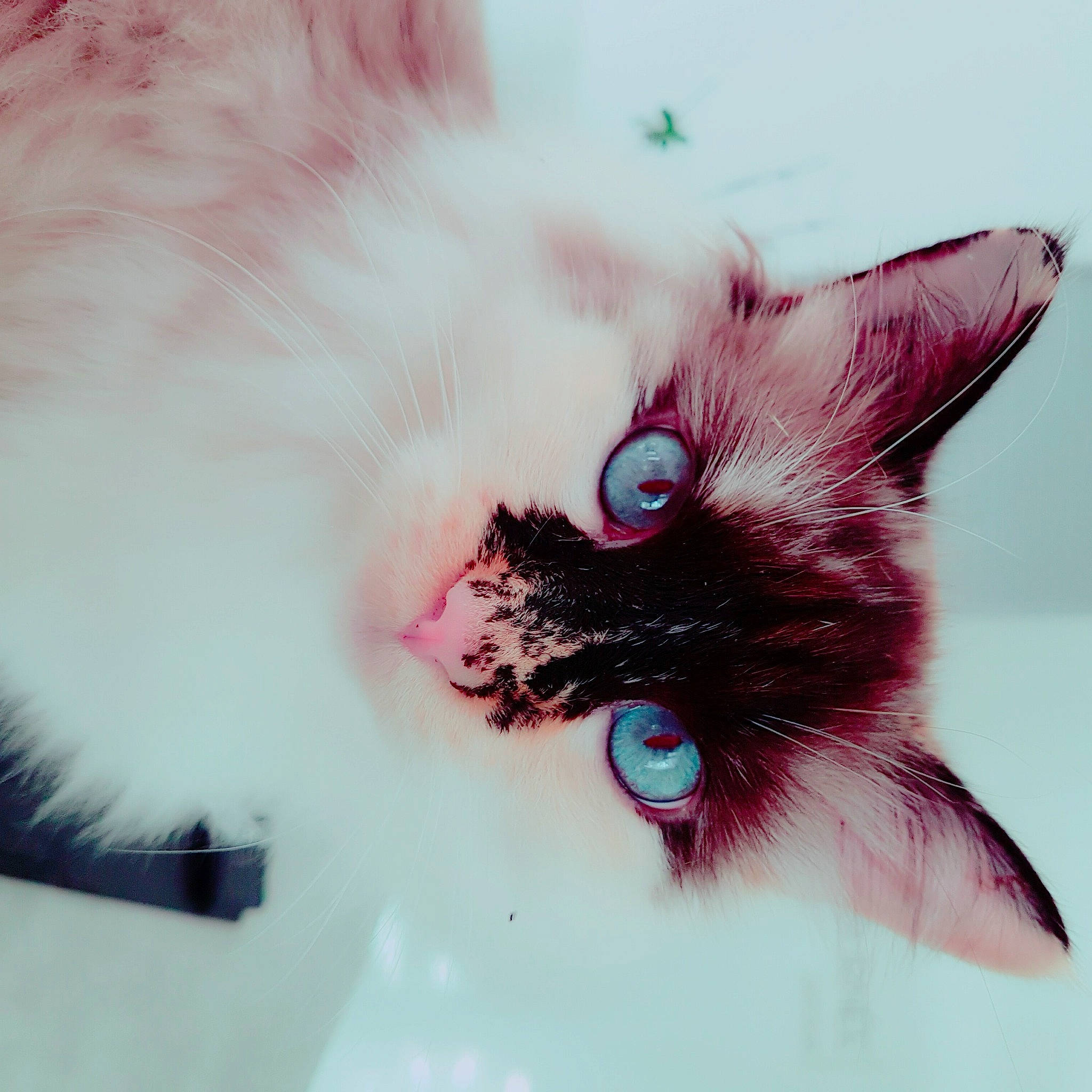 Lyly participe au concours pour gagner de l'argent avec cette photo : carnivore, cat, ear, eye, felidae, fur, kitten, norwegian_forest_cat, nose, ojos_azules, pink, ragamuffin, ragdoll, small_to_medium_sized_cats, snout, tail, turkish_angora, turkish_van, whiskers