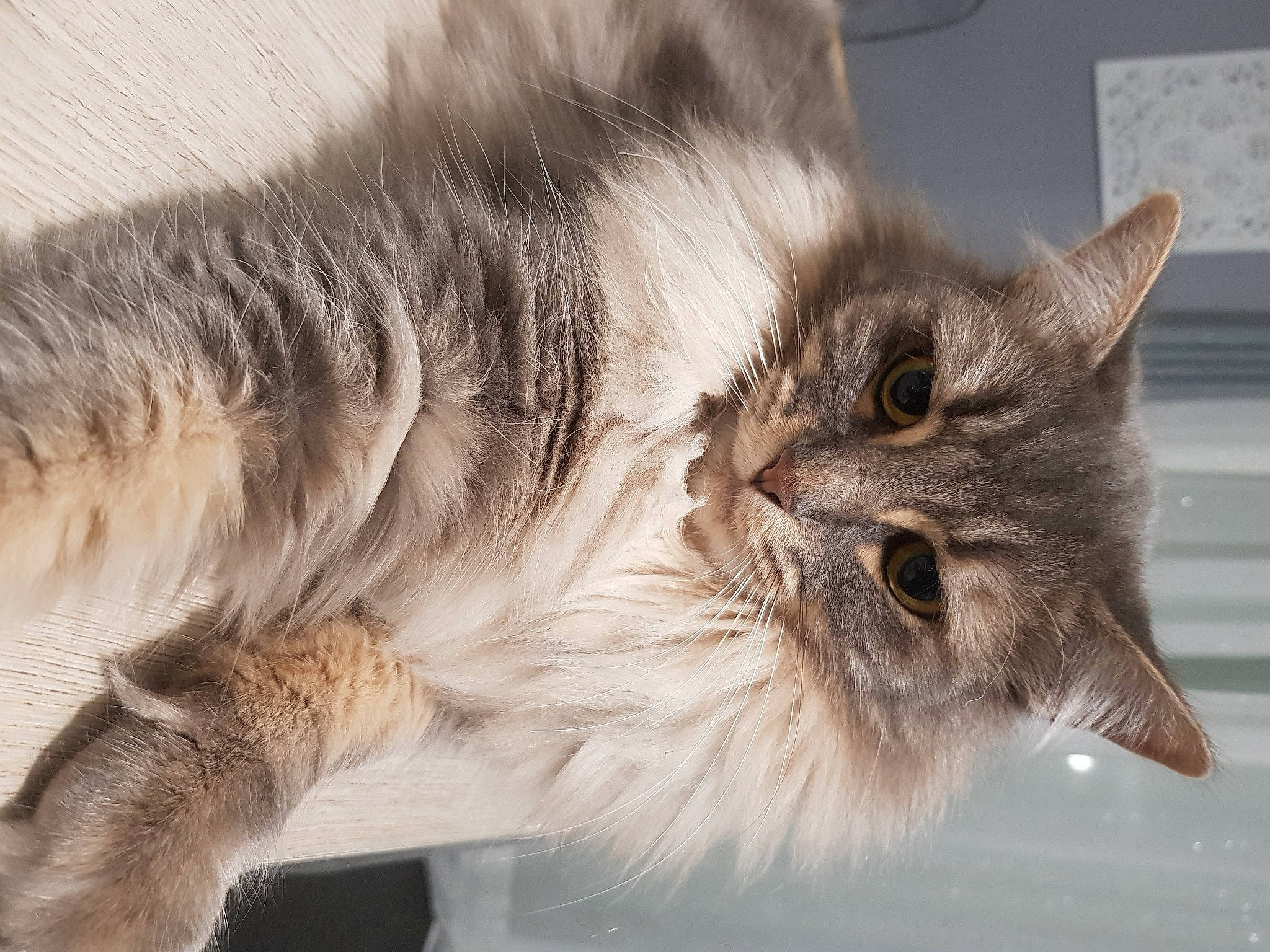 Chanel participe au concours pour gagner de l'argent avec cette photo : asian_semi_longhair, british_longhair, british_semi_longhair, carnivore, cat, domestic_long_haired_cat, domestic_short_haired_cat, dragon_li, european_shorthair, felidae, fur, maine_coon, mammal, norwegian_forest_cat, ragamuffin, siberian, small_to_medium_sized_cats, snout, tabby_cat, whiskers
