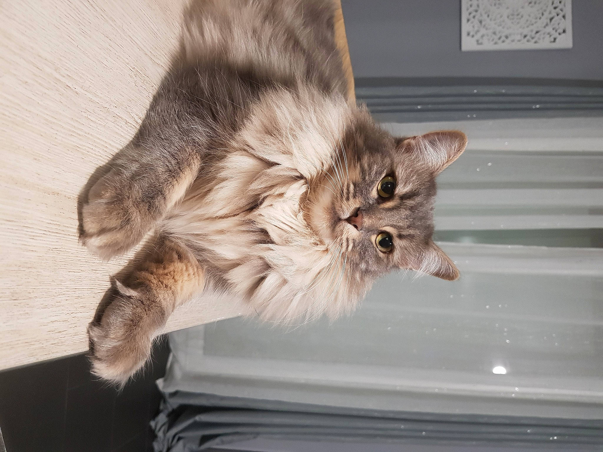 Chanel a rejoint le concours — aidez-le/la à gagner de superbes lots ! asian, british_semi_longhair, carnivore, cat, domestic_long_haired_cat, domestic_short_haired_cat, dragon_li, european_shorthair, felidae, fur, kitten, maine_coon, mammal, norwegian_forest_cat, pixie_bob, ragamuffin, siberian, small_to_medium_sized_cats, tabby_cat, whiskers
