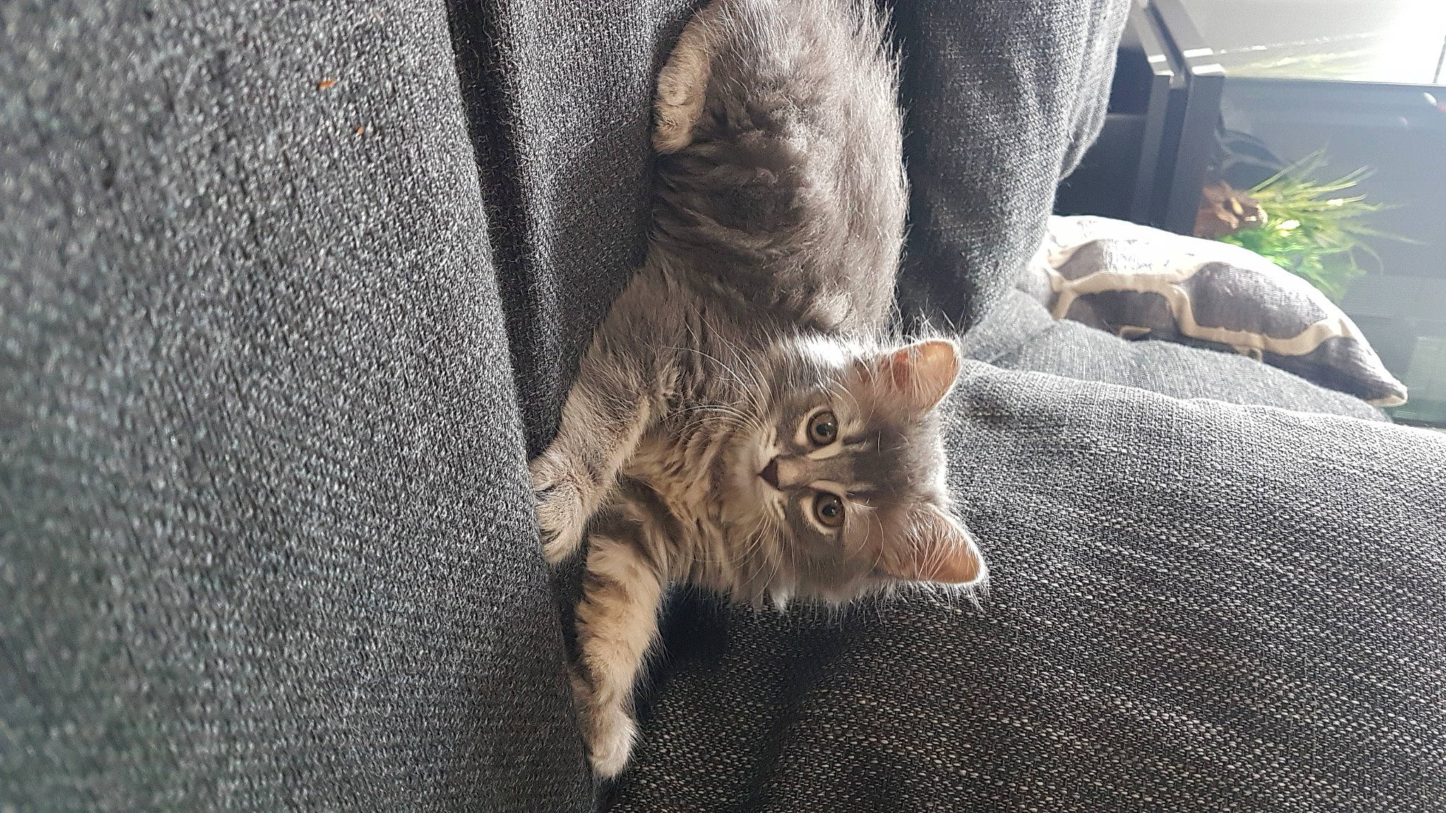 Chanel a rejoint le concours — aidez-le/la à gagner de superbes lots ! asian, carnivore, cat, claw, domestic_short_haired_cat, dragon_li, european_shorthair, fawn, felidae, fur, kitten, mammal, paw, pixie_bob, polydactyl_cat, skin, small_to_medium_sized_cats, snout, tabby_cat, whiskers