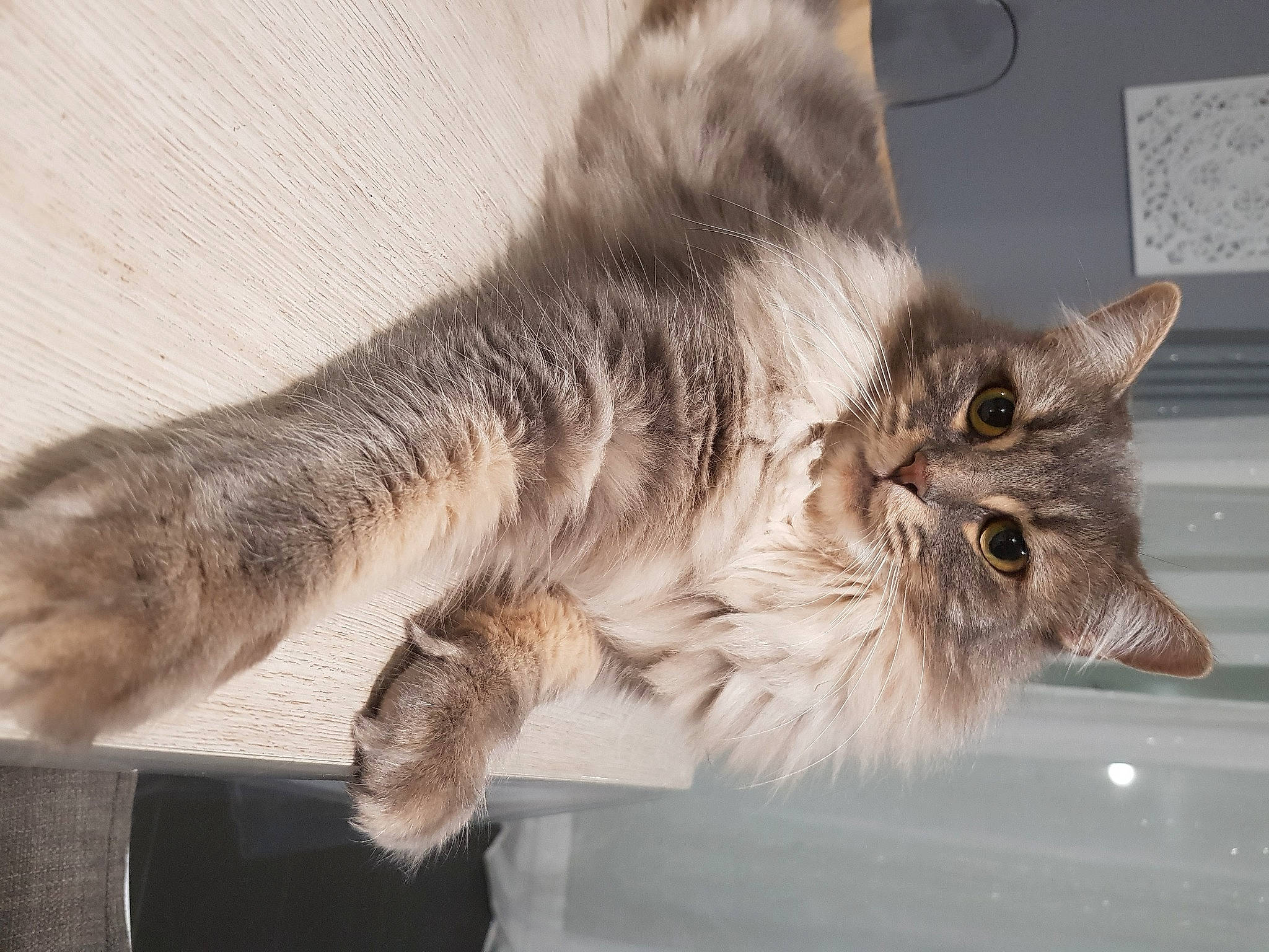 Chanel a rejoint le concours — aidez-le/la à gagner de superbes lots ! british_longhair, british_semi_longhair, carnivore, cat, domestic_long_haired_cat, domestic_short_haired_cat, european_shorthair, felidae, fur, kitten, maine_coon, mammal, nebelung, norwegian_forest_cat, ragamuffin, siberian, small_to_medium_sized_cats, tabby_cat, tail, whiskers