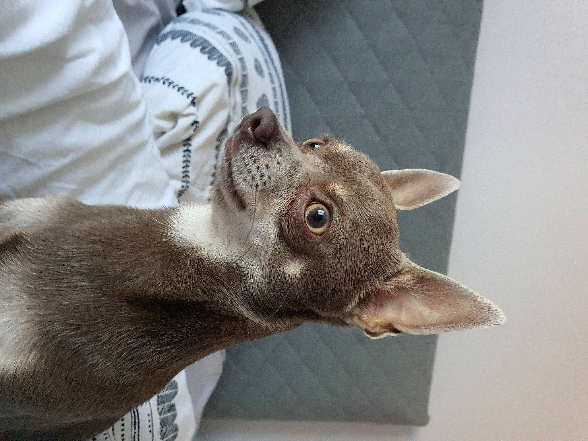 Shadow participe au concours pour gagner de l'argent avec cette photo : carnivore, cat, ear, fawn, felidae, mammal, oriental_shorthair, small_to_medium_sized_cats, snout, vertebrate, whiskers