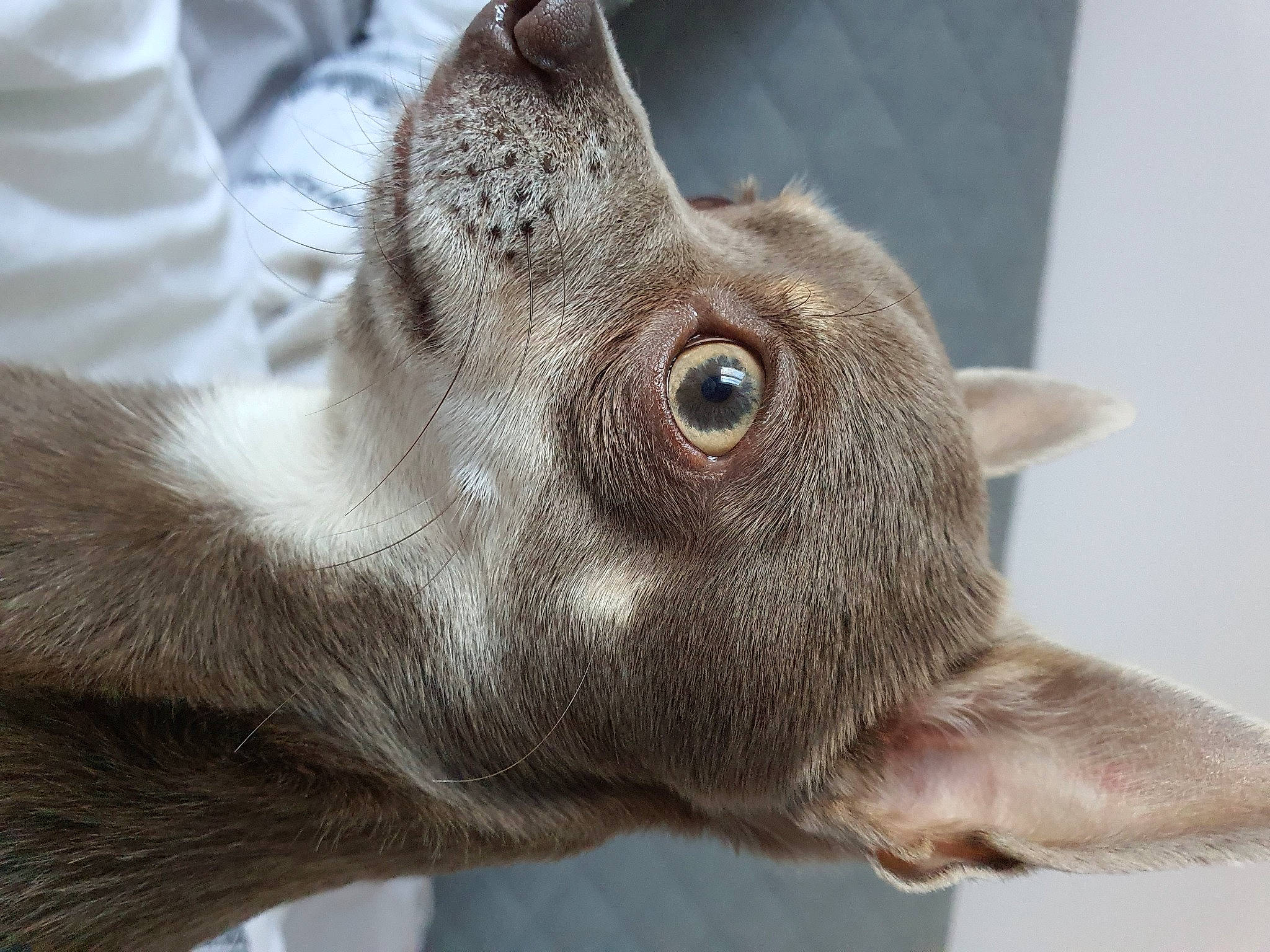 Shadow participe au concours pour gagner de l'argent avec cette photo : burmese, canidae, carnivore, cat, dog_breed, ear, eye, fawn, felidae, fur, mammal, oriental_shorthair, skin, small_to_medium_sized_cats, snout, vertebrate, whiskers