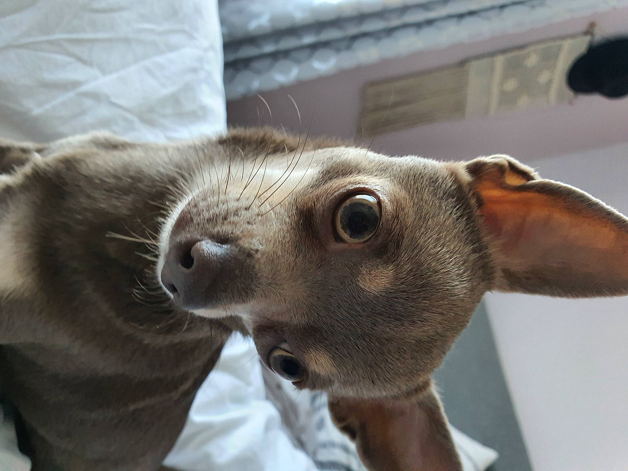 Shadow a rejoint le concours — aidez-le/la à gagner de superbes lots ! canidae, carnivore, dog, dog_breed, ear, fawn, italian_greyhound, mammal, nose, snout, street_dog, toy_dog, vertebrate, whiskers