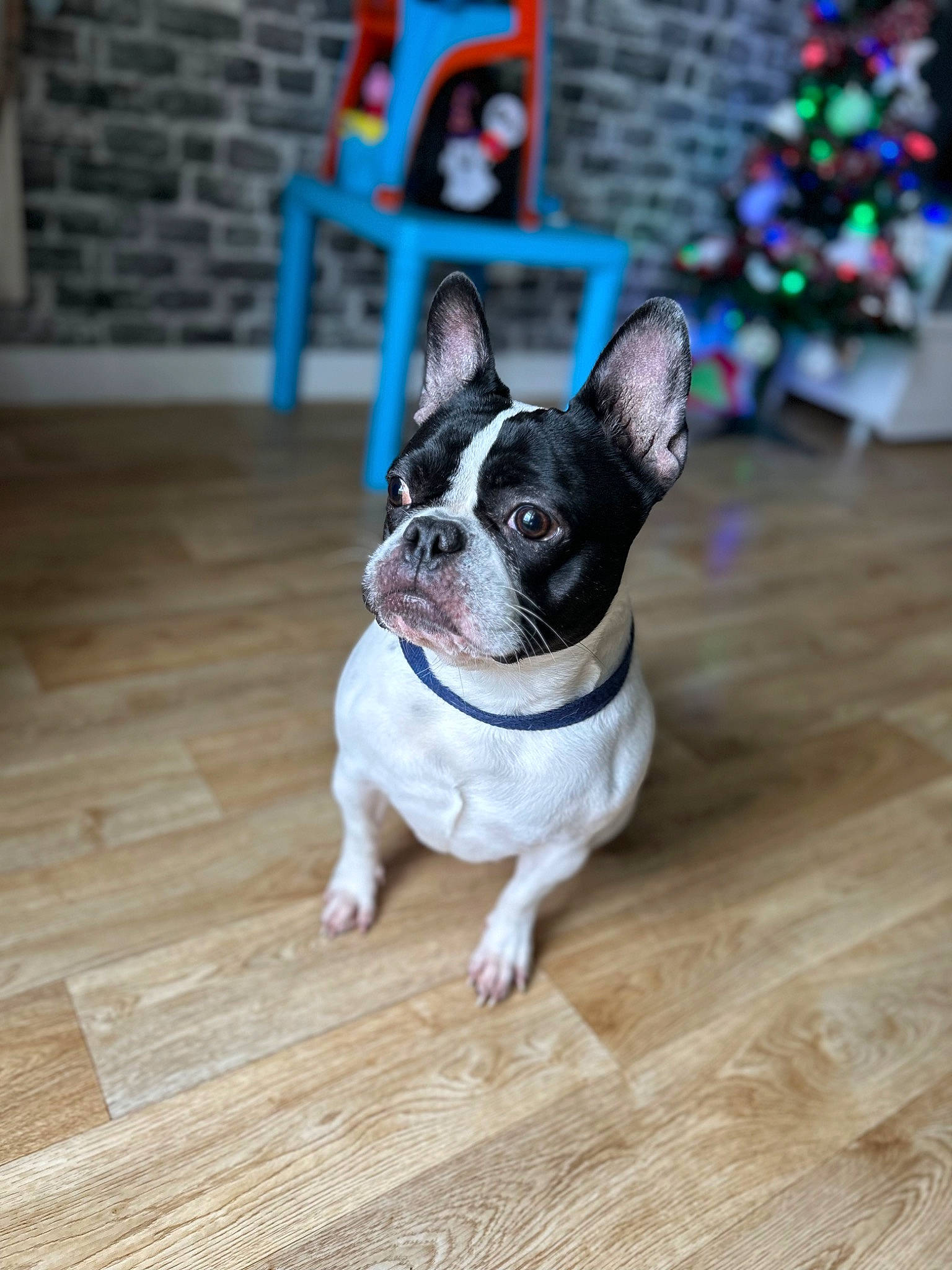 Kayla participe au concours pour gagner de l'argent avec cette photo : boston_terrier, canidae, carnivore, christmas_tree, companion_dog, dog, dog_breed, electric_blue, event, fawn, flooring, hardwood, snout, sporting_group, tail, terrestrial_animal, toy_dog, wood, wood_flooring, working_animal