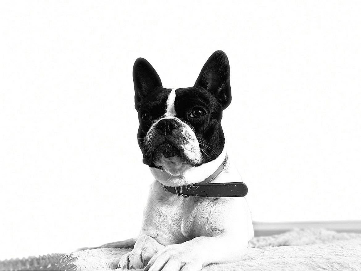 Kayla participe au concours pour gagner de l'argent avec cette photo : ancient_dog_breeds, art, boston_terrier, canidae, carnivore, companion_dog, dog, dog_breed, dog_collar, fawn, french_bulldog, monochrome, monochrome_photography, non_sporting_group, snout, sporting_group, terrestrial_animal, whiskers, working_animal, working_dog