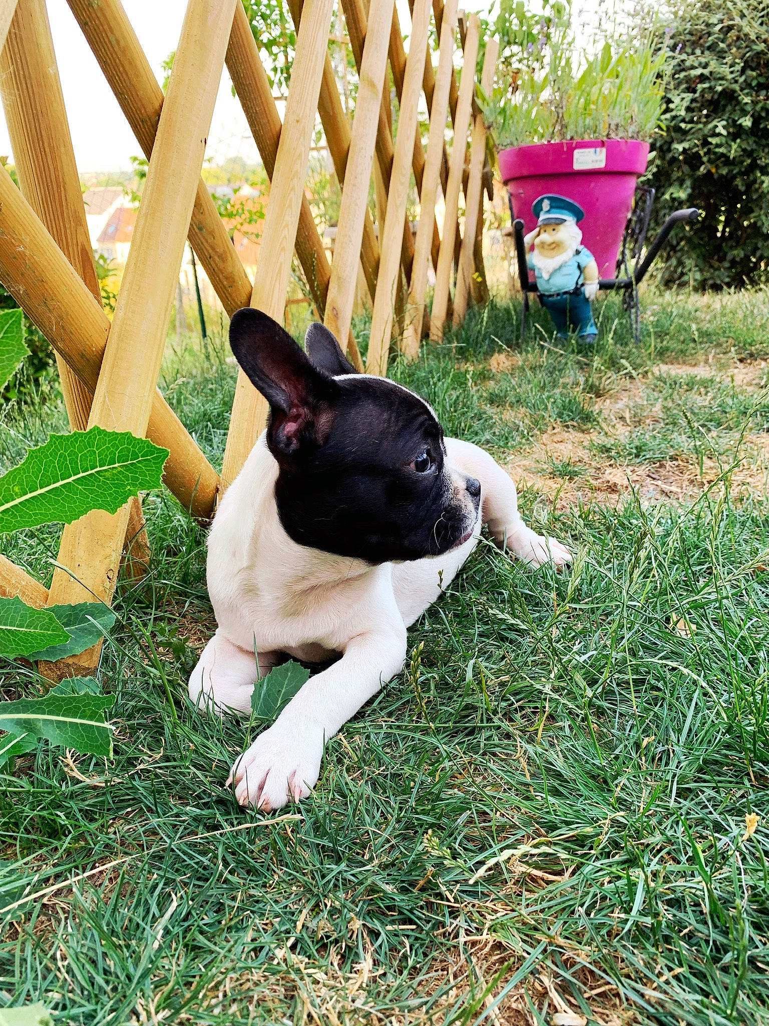 Kayla a rejoint le concours — aidez-le/la à gagner de superbes lots ! boston_terrier, canidae, carnivore, collar, companion_dog, dog, dog_breed, fawn, fence, grass, groundcover, non_sporting_group, plant, snout, sporting_group, tail, terrestrial_animal, toy_dog, tree, working_animal
