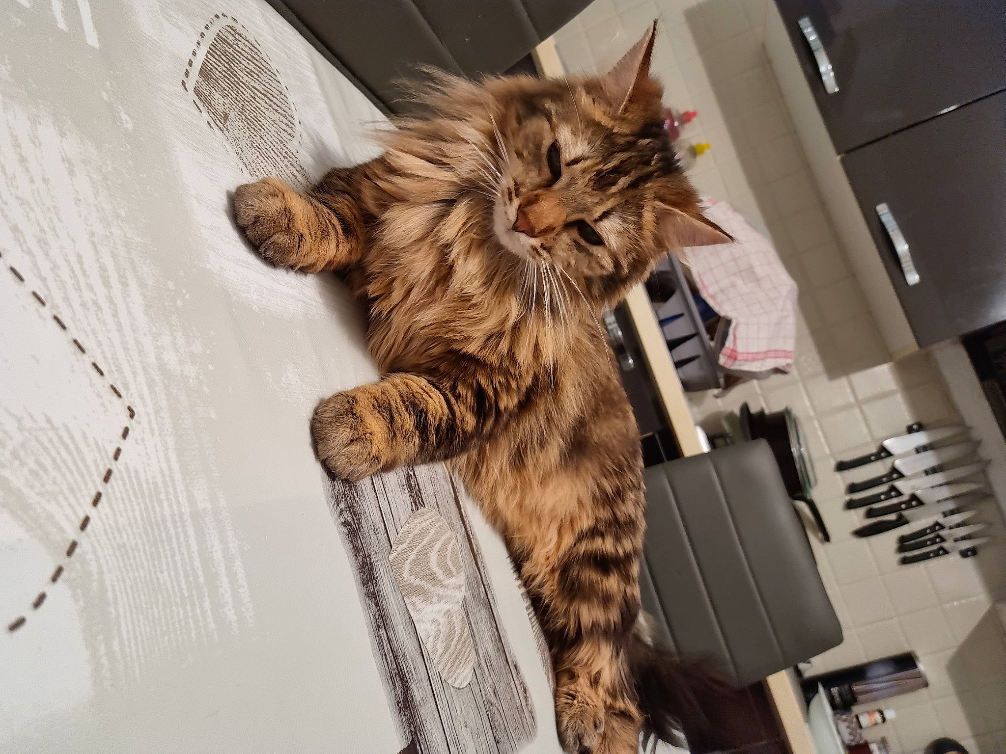 Moumouss participe au concours pour gagner de l'argent avec cette photo : cardboard, carnivore, cat, claw, domestic_short_haired_cat, felidae, fur, paper, pattern, paw, small_to_medium_sized_cats, snout, tail, whiskers, wood