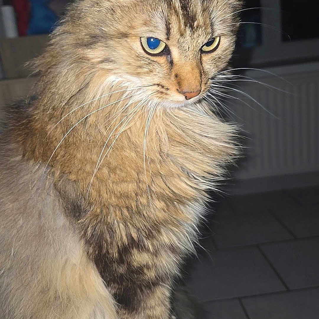 Moumouss participe au concours pour gagner de l'argent avec cette photo : alert, animal, cat, closeup, cute, domestic, ears, feline, fluffy, fur, furry, household, indoor, looking_away, mammal, pet, portrait, sitting, tabby, whiskers