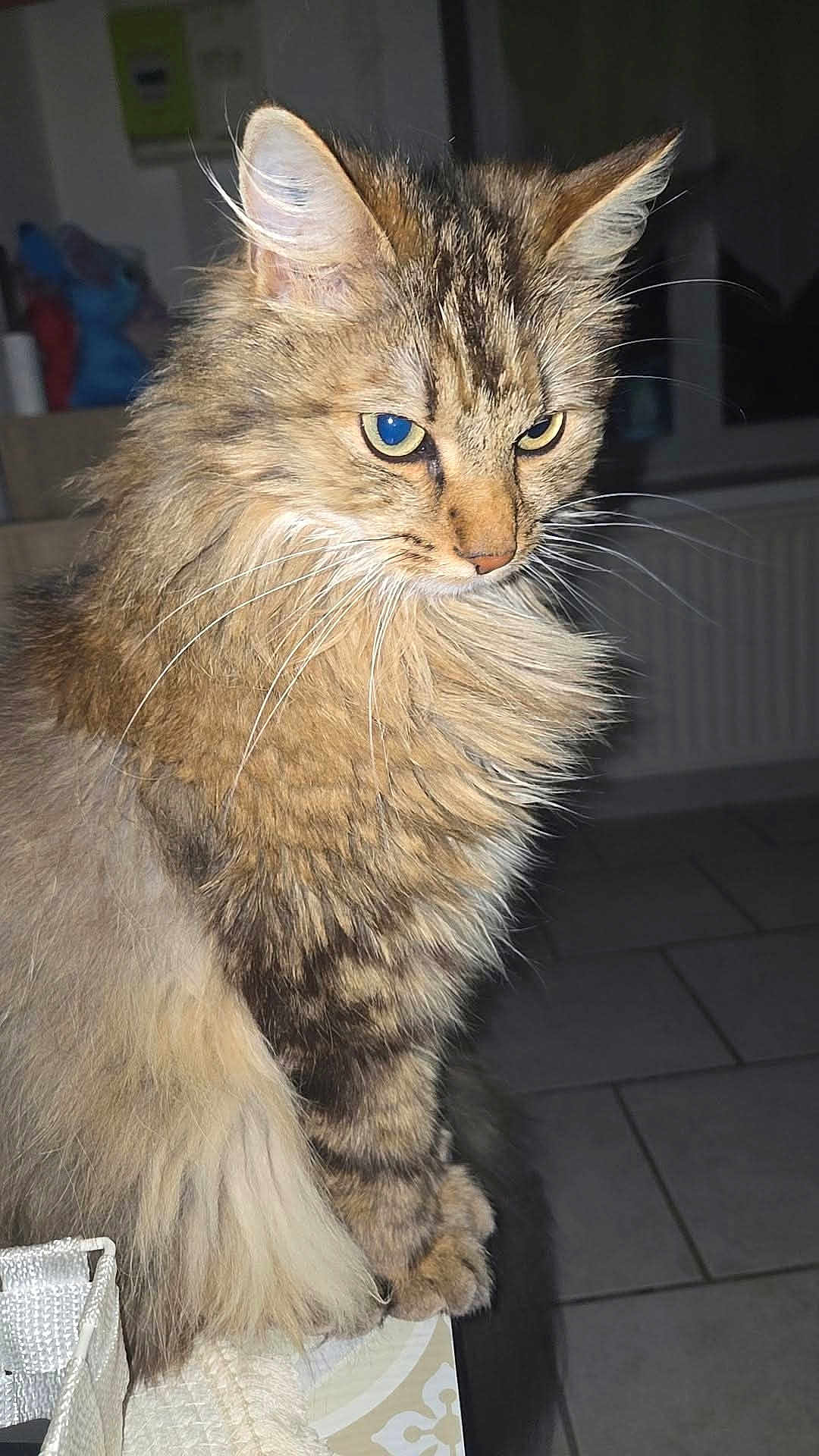 Moumouss participe au concours pour gagner de l'argent avec cette photo : alert, animal, cat, closeup, cute, domestic, ears, feline, fluffy, fur, furry, household, indoor, looking_away, mammal, pet, portrait, sitting, tabby, whiskers