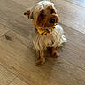 Milo joined the competition — help win amazing prizes! dog, small_dog, yorkshire_terrier, pet, animal, fur, collar, yellow_collar, wooden_floor, indoor, cute, looking_up, sitting, adorable, fluffy, brown_fur, tan_fur, domestic_animal, companion, canine