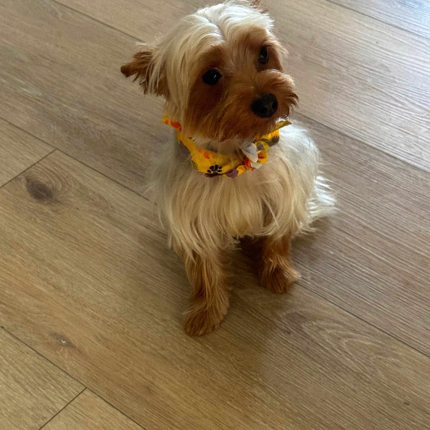 Milo joined the competition — help win amazing prizes! dog, small_dog, yorkshire_terrier, pet, animal, fur, collar, yellow_collar, wooden_floor, indoor, cute, looking_up, sitting, adorable, fluffy, brown_fur, tan_fur, domestic_animal, companion, canine