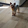 Milo is registered to the contest to win money with this photo: dog, small_dog, indoor, wooden_floor, couch, bandana, yellow_bandana, pet, happy, standing, sunlight, shadow, fur, ears, animal, domestic_animal, companion, cute, friendly, smiling