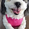 Gracie joined the competition — help win amazing prizes! animal, black_ears, close_up, cute, dog, expressive_eyes, friendly, fur, happy, indoor, knees, looking_up, paws, person, pet, pink_harness, puppy, smiling, tongue, white_fur