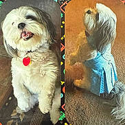 Gracie joined the competition — help win amazing prizes! animal, blue_outfit, carpet, collar, colorful_border, companions, cute, dog, domestic, fluffy, fur, happy, heart_tag, indoor, pet, playful, portrait, sitting, smiling, two_dogs