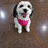Gracie joined the competition — help win amazing prizes! animal, brown_floor, canine, companion, cute, dog, floor, fur, happy, indoor, jeans, knee, leash, looking_up, obedient, pet, pink_harness, sitting, small_dog, tongue_out