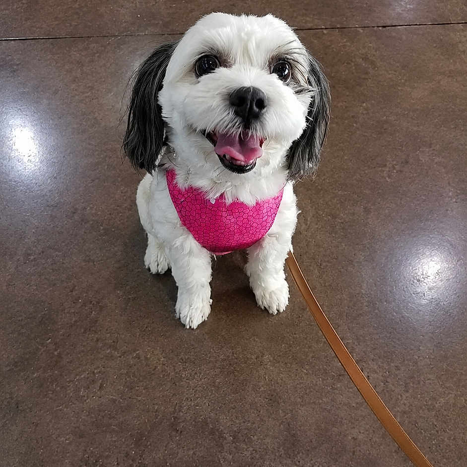 Gracie