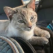 Tixie a rejoint le concours — aidez-le/la à gagner de superbes lots ! cat, blue_eyes, fur, whiskers, paws, relaxed, indoor, car_interior, seat, quilted_surface, natural_light, animal, pet, closeup, mammal, feline, cute, calm, resting, soft_texture