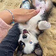 Uno participe au concours pour gagner de l'argent avec cette photo : puppy, dog, blue_eyes, sand, playful, pet, animal, cute, fur, paw, nose, outdoor, young_dog, canine, happy, person_hand, casual_clothing, black_and_white_fur, beach, lying_down
