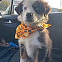 Uno participe au concours pour gagner de l'argent avec cette photo : puppy, dog, blue_eyes, bandana, orange_bandana, car_interior, car_seat, cute, fluffy, pet, animal, sitting, young_dog, window, sunlight, holiday_theme, halloween, black_and_white_fur, brown_fur, domestic_animal