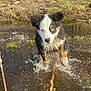 Uno a rejoint le concours — aidez-le/la à gagner de superbes lots ! puppy, dog, water, splash, grass, outdoor, animal, playful, young, jumping, wet, nature, cute, energetic, fur, blue_eyes, collar, motion, daylight, happy