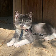 Soquette participe au concours pour gagner de l'argent avec cette photo : kitten, cat, gray_cat, white_paws, collar, leash, sunlight, wood_floor, wooden_background, pet, animal, cute, feline, whiskers, outdoor, shadow, curious, young_cat, resting, domestic_cat