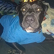 Nene Lindo is registered to the contest to win money with this photo: dog, black_dog, blue_shirt, pet, bed, blanket, indoor, animal, canine, flash, glowing_eyes, collar, comfort, resting, furniture, lamp, bedroom, paw, close_up, portrait